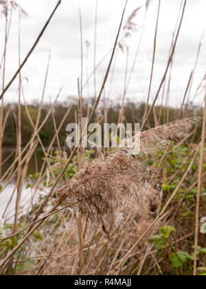 Un roseau se balançant sur un jour nuageux breezy avec en focus avec l'arrière-plan d'eau et arbres flou de près claire et nette Banque D'Images