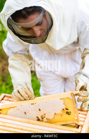 Contrôle de l'apiculteur et les abeilles beeyard Banque D'Images