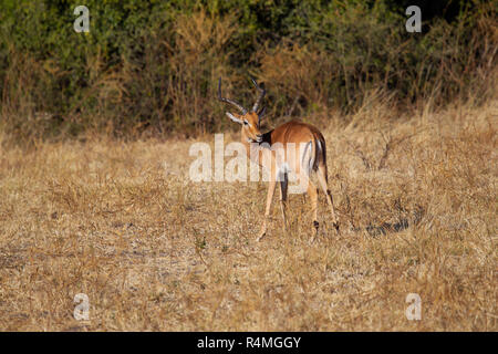 Impala Aepyceros melampus regardant par-dessus son épaule sur prairies couleur paille au Botswana Banque D'Images