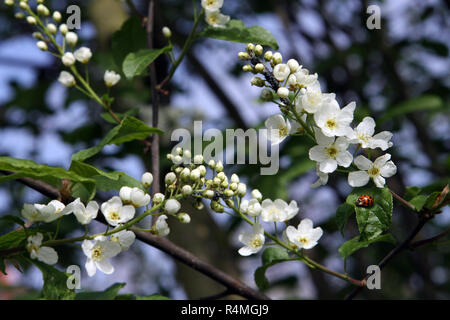 Oiseau commun cerisier (Prunus padus),la floraison Banque D'Images