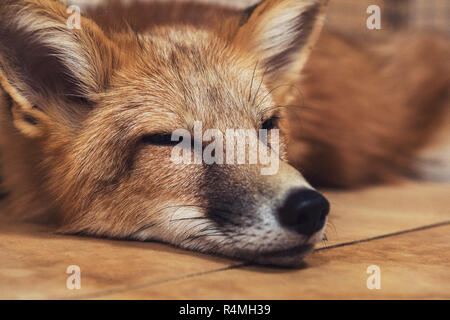 Beautiful red fox Banque D'Images