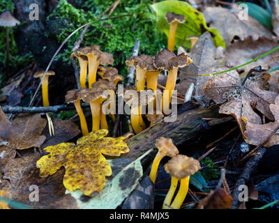 Craterellus lutescens, communément appelé pied jaune. / Camagrocs (Craterellus lutescens) Banque D'Images