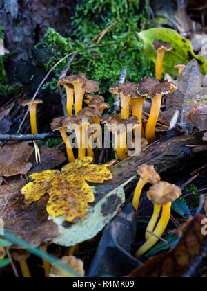 Craterellus lutescens, communément appelé pied jaune. / Camagrocs (Craterellus lutescens) Banque D'Images