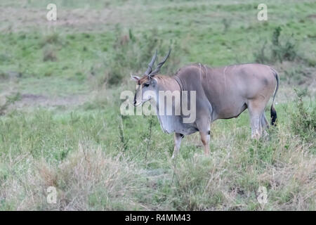 Éland commun (Taurotragus oryx) au Kenya, l'Afrique Banque D'Images