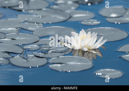 Nénuphar blanc fleur sur la surface du lac bleu miroir Banque D'Images