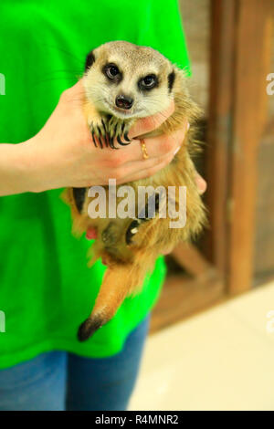 Cute cat dans frendly mains humaines en contact zoo. Wild Animal rapide de mains humaines en amusant. L'amitié entre les gens et les animaux Banque D'Images