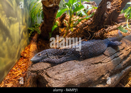 Blue Tree contrôler ou surveiller l'arbre à points bleus (Varanus macraei) Zoo de San Diego, Balboa Park, California, United States. Banque D'Images