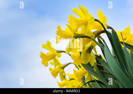 Les jonquilles au printemps. Les fleurs du printemps. Jonquilles jaune. Fleurs de Narcisse. Belles jonquilles jaune Banque D'Images