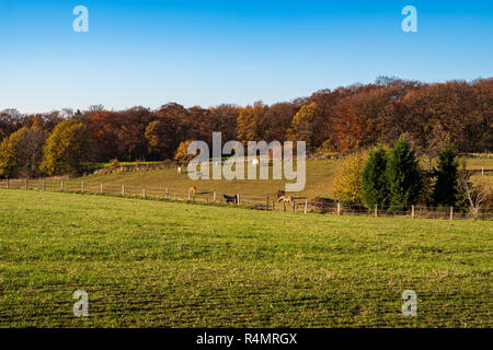 Vue sur les prés et la forêt, les chevaux paissent dans un enclos dans le paysage d'automne, Essen, Allemagne Banque D'Images