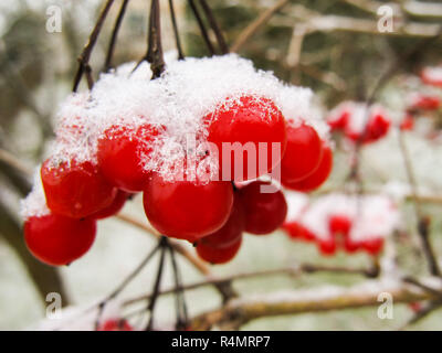 Bouquet de fruits rouges pittoresque de viburnum avec Blanche neige dans le jardin Banque D'Images