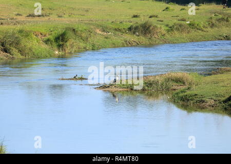 Cute Asian openbill ou asiatique openbill Anastomus stork oiseau (oscitante) sur la rive du fleuve, au Népal Banque D'Images