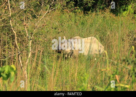 Un rhinocéros unicornes dans le parc national de Chitwan au Népal Banque D'Images