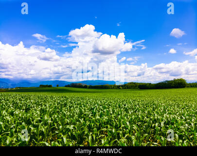 Nuages sur un champ de maïs au début de l'été, Colloredo di Monte Albano, Udine, Frioul-Vénétie Julienne, Italie Banque D'Images