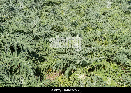 Plantes d'artichaut dans le verger Banque D'Images