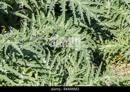 Plantes d'artichaut dans le verger Banque D'Images