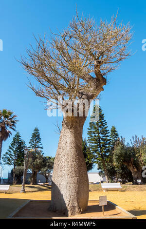 Chorisia speciosa arbre, Parc Genoves, Cadix, Andalousie, Espagne Banque D'Images