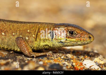 Gros plan du lézard vert juvénile dans l'habitat naturel ( Lacerta viridis ) Banque D'Images