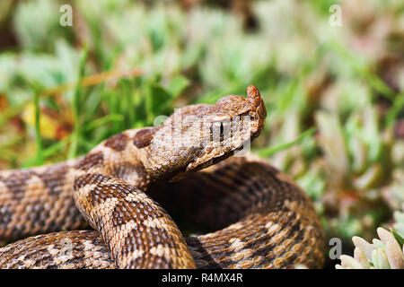 Gros plan du nez vipère à cornes en milieu naturel ( Vipera ammodytes montandoni ) Banque D'Images