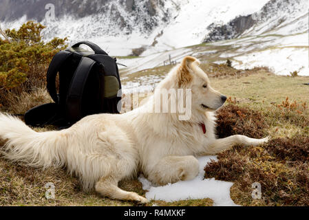 Chien de Montagne des Pyrénées Banque D'Images