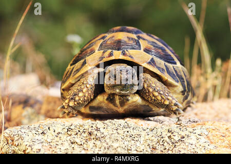 Turtoise grecque, pleine longueur animal en milieu naturel ( Testudo graeca ) Banque D'Images