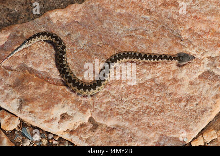 Sand viper juvénile au soleil sur un rocher dans l'habitat naturel ( Vipera ammodytes ) Banque D'Images