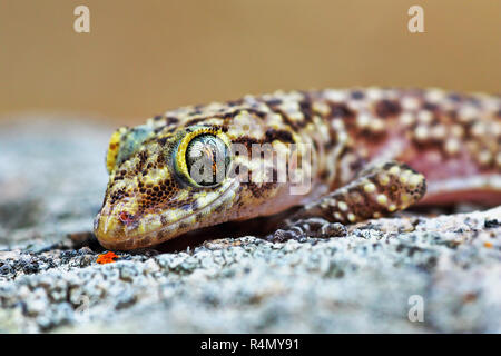 Maison méditerranéenne ( portrait gecko Hemidactylus turcicus ) Banque D'Images