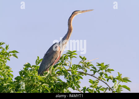 Héron pourpré (Ardea purpurea), adulte perché sur une branche Banque D'Images