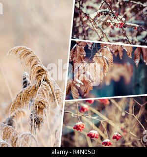 Collage d'hiver ( mes images ) Banque D'Images