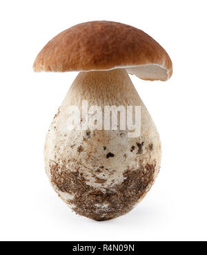 Belle forêt champignon isolé sur fond blanc. Cep Banque D'Images