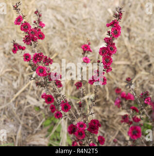 Leptospermum scoparium Bourgogne reine des fleurs indigènes australiens Banque D'Images