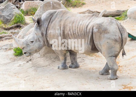 Rhinocéros blanc calme et détendue, Ceratotherium simum Banque D'Images