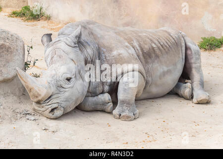 Rhinocéros blanc calme et détendue, Ceratotherium simum Banque D'Images