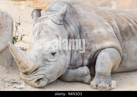 Rhinocéros blanc calme et détendue, Ceratotherium simum Banque D'Images