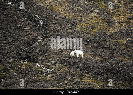 L'ours polaire sur la Terre François-Joseph. Femme avec drôle plump cub sur île de Northbrook. Banque D'Images