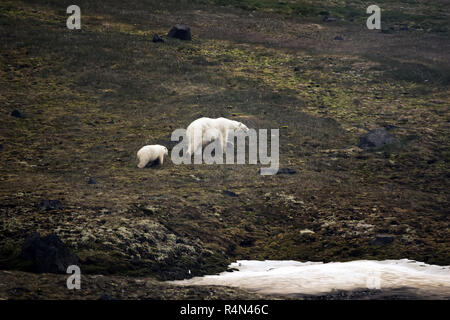 L'ours polaire sur la Terre François-Joseph. Femme avec drôle plump cub sur île de Northbrook. Banque D'Images