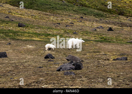 L'ours polaire sur la Terre François-Joseph. Femme avec drôle plump cub sur île de Northbrook. Banque D'Images