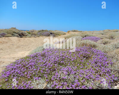 Les dunes de sable sur une plage de Crète, avec des buissons à fleurs de thym Méditerranéen (Thymbra capitata) Banque D'Images