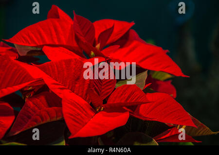 Le poinsettia que savoir que l'Étoile de Noël Banque D'Images