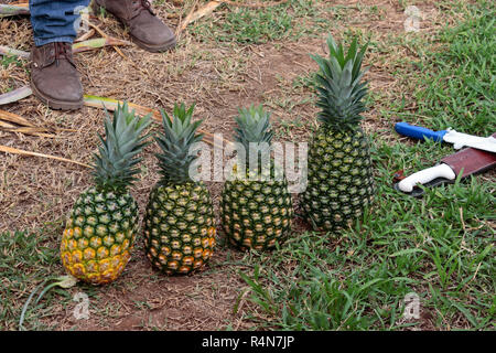 Quatre ananas fraîchement cueillies sur le terrain dans le domaine d'une plantation d'ananas au Costa Rica Banque D'Images