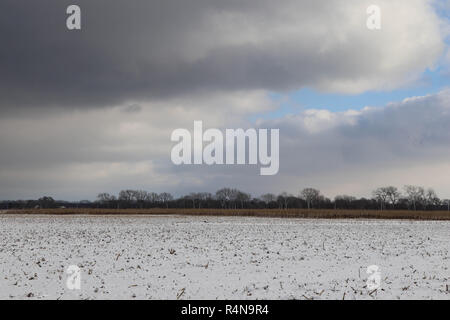 Champ de maïs de l'Illinois après récolte de maïs a été récolté. Banque D'Images