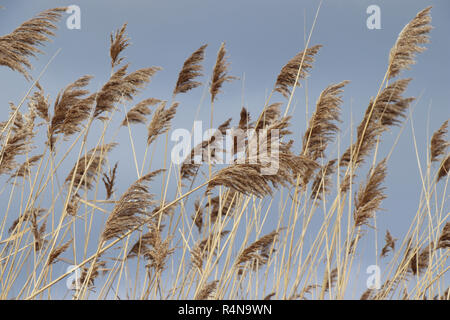 Herbe sauvage dans l'Illinois road fossé latéral. Banque D'Images