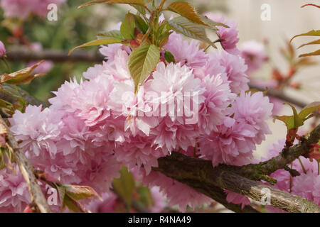 Japanese cherry,kiku-shidare-zakura,Prunus serrulata Banque D'Images