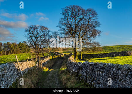 S'installer dans les vallées du Yorkshire avec une femelle Walker Hill près du village de Stainforth Banque D'Images