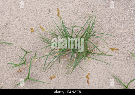 Le sable et de carex (Carex arenaria) croissant dans une communauté de dunes de sable Banque D'Images