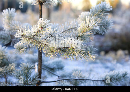 Cristaux de givre sur les petites branches d'arbres de pins poussant dans la forêt d'hiver. Banque D'Images