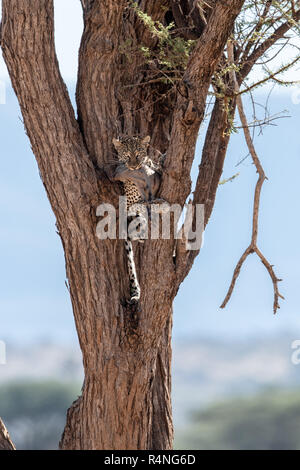 African leopard (Panthera pardus pardus) avec bébé phacochère proie dans l'arbre au Kenya, Afrique Banque D'Images