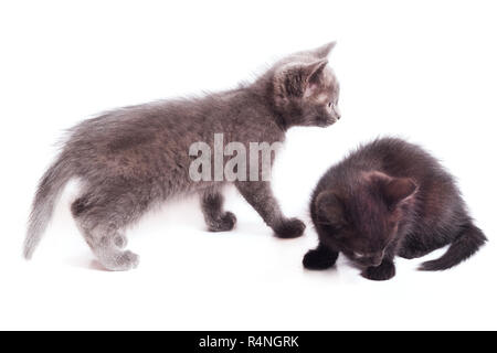 Deux chatons sur un fond blanc. Chaton noir et gris, close-up Banque D'Images