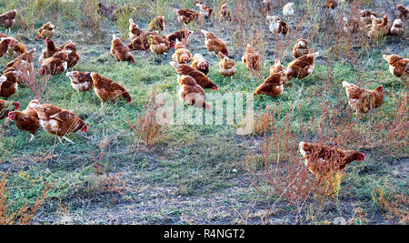 Fonctionnement libre de poulets à la ferme. Banque D'Images