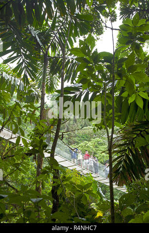 Avis de touristes sur le pont de corde derrière les arbres en forêt tropicale, la Fortuna, Costa Rica, Alajueala Banque D'Images