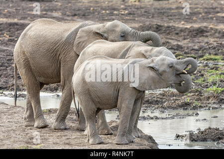 Les éléphants africains pour mineurs dans le sud de la savane boisée de l'Afrique Banque D'Images